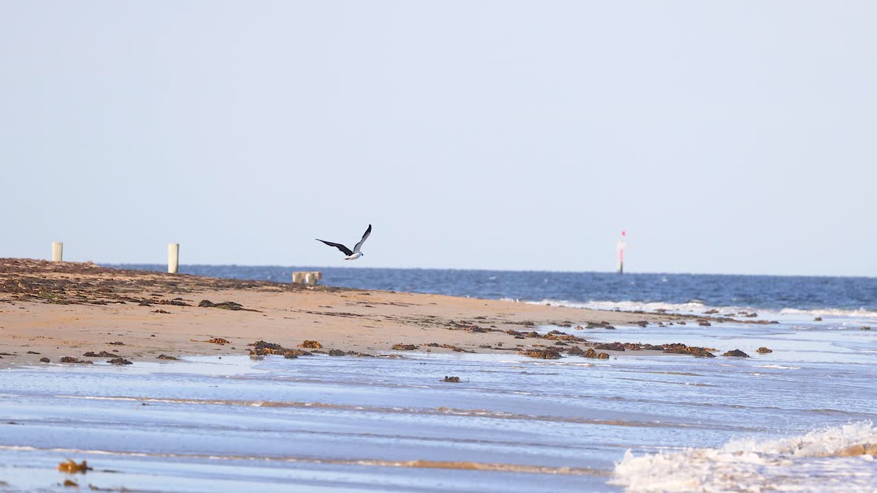 A kelp gull gracefully flies over a serene beach in Bellarine, Victoria. The scene captures the natural beauty and tranquility of the coastal environment