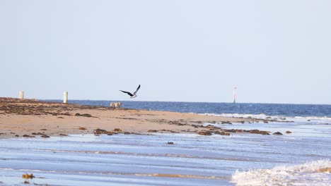 a kelp gull gracefully flies over a serene beach in bellarine, victoria. the scene captures the natural beauty and tranquility of the coastal environment