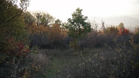 Caminando-Por-Un-Bosque-De-Otoño-En-La-Ladera-De-La-Montaña