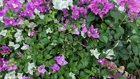 a vibrant display of purple and white flowers.