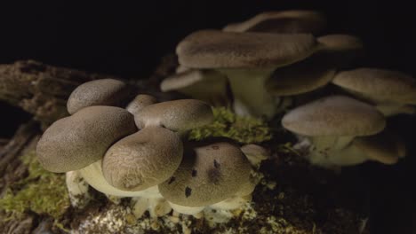 Brown-and-white-Cardoncelli-mushrooms-growing-close-up-timelapse-on-black-background