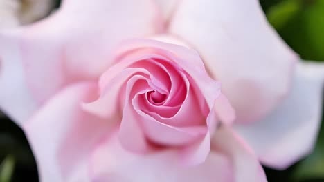 vista de la flor rosa floreciente en el jardín botánico