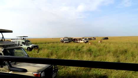 woman taking photos of two male lions from safari car in african national park