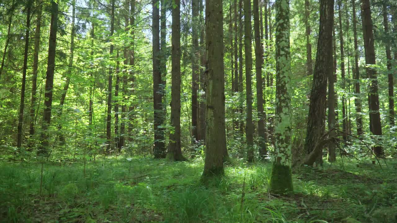 mezcla verde de coníferas y maderas caducifolias. paisaje forestal en el día de verano