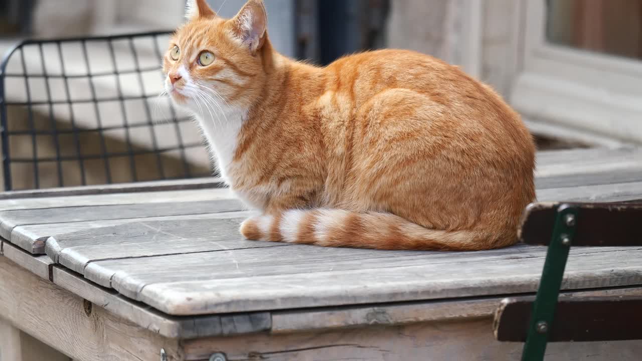 Orange tabby cat sitting on a wooden table