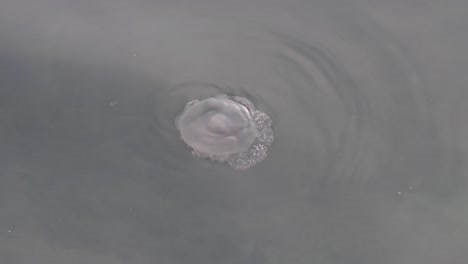 Jellyfish-swimming-slowly-on-the-surface-of-the-sea-near-the-coast-of-Dubai,-United-Arab-Emirates