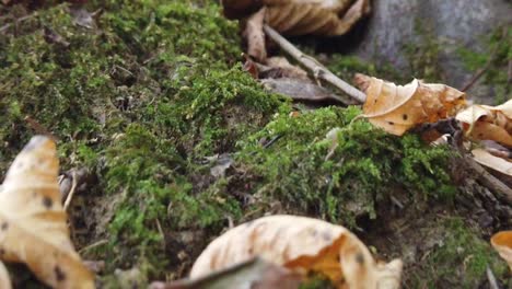 fallen dry autumn leaves in the forest in a autumn day