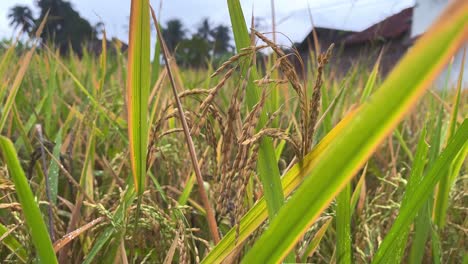 El-Arroz-Amarillento-Está-Listo-Para-Ser-Cosechado