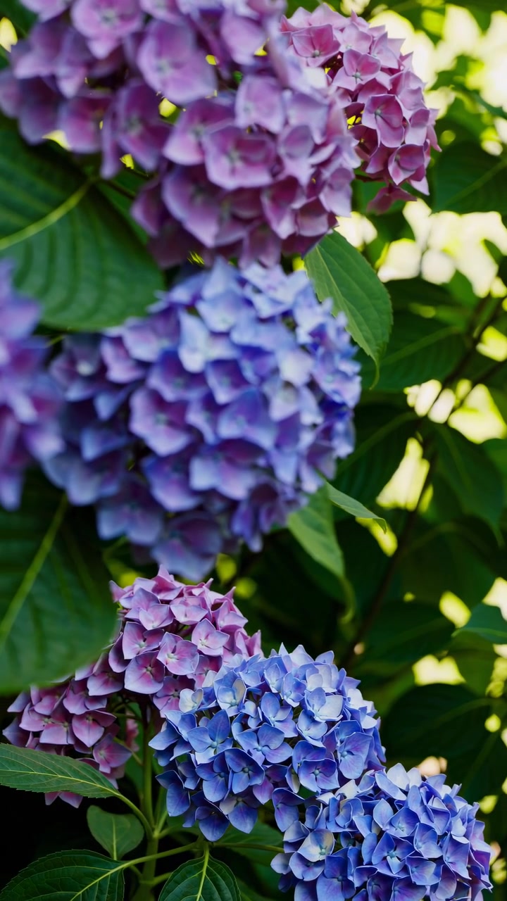 Vibrant Purple and Blue Hydrangea Flowers Blooming in a Garden