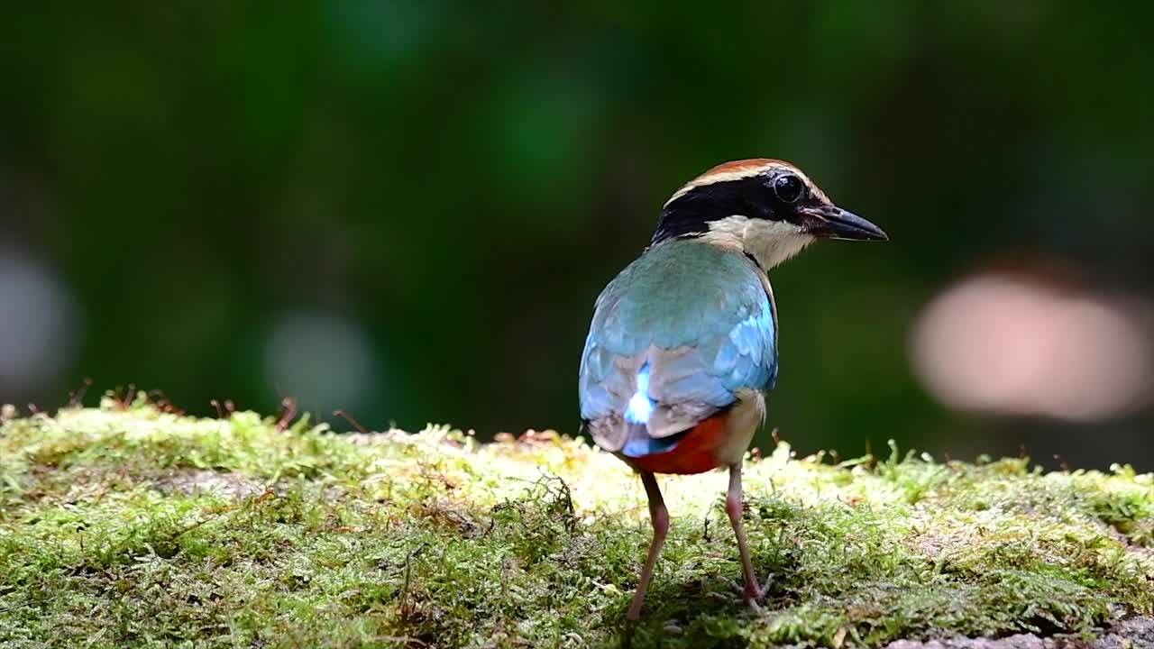 uno de los pittas más buscados y catalogado como una especie vulnerable