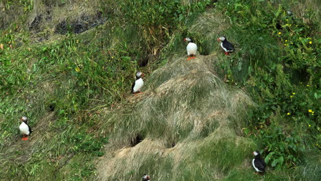 Grupo-De-Frailecillos-En-El-Acantilado-Rocoso-De-Islandia,-Volando-Y-Descansando,-En-Mano