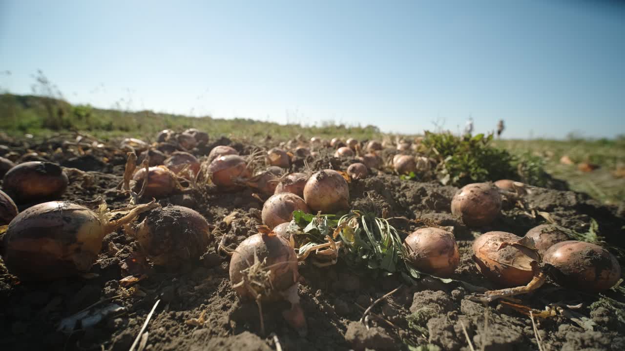 pila de cebolla amarilla. cebolla cosechada apilada en el campo.