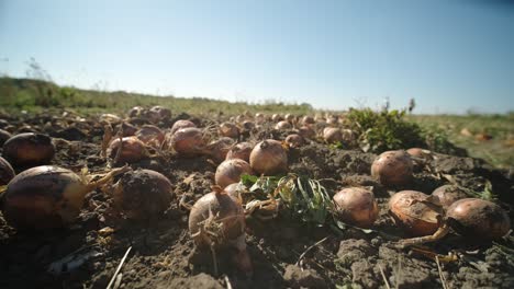 yellow onion pile. harvested onion piled in the field.