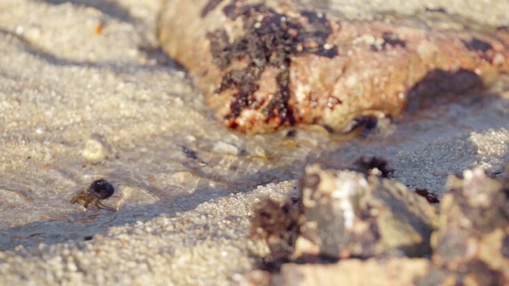 Hermit Crab In Shell Walking Through Clear Flowing Water At Tide Pool