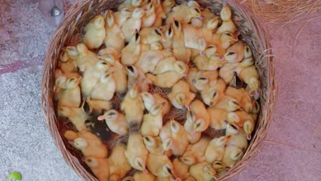 confined broiler chicken chicks in a tiny basket wanting to free