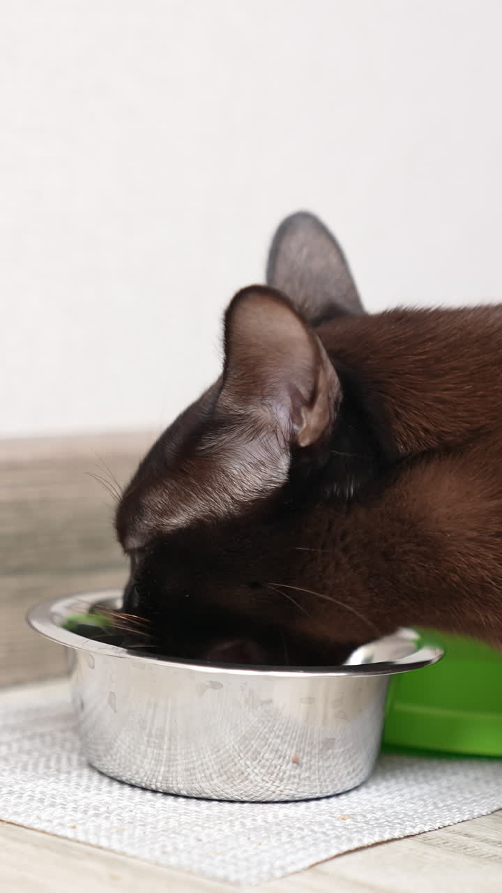 Nice domestic black cat eating from metal plate on the floor. Cute animal chewing his food. White wall backdrop. Vertical video