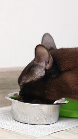 nice domestic black cat eating from metal plate on the floor. cute animal chewing his food. white wall backdrop. vertical video