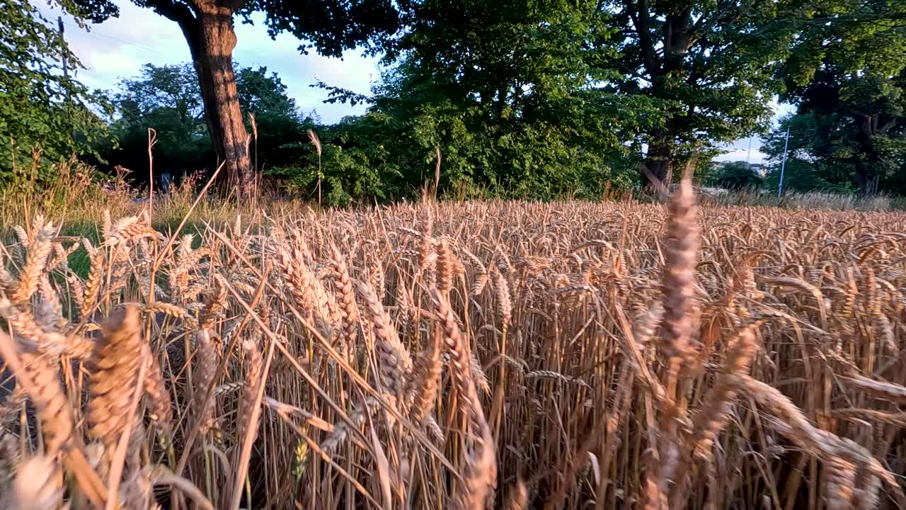 밀이 바람에 부드럽게 흔들리고 있다