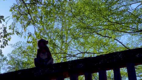 monkey sitting on fence under green trees