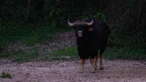 In-Die-Kamera-Blickend,-Seinen-Schwanz-Schwingend,-Während-Sich-Ein-Vogel-Tief-In-Der-Dunkelheit-Des-Waldes-Von-Links-Nach-Rechts-Hinter-Ihm-Bewegt,-Indischer-Bison-Bos-Gaurus,-Thailand