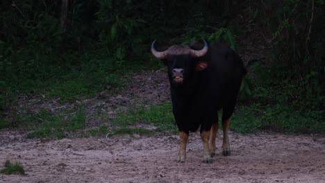 mirando hacia la cámara balanceando su cola como un pájaro se mueve de izquierda a derecha detrás de él profundamente en la oscuridad del bosque, bisonte indio bos gaurus, tailandia