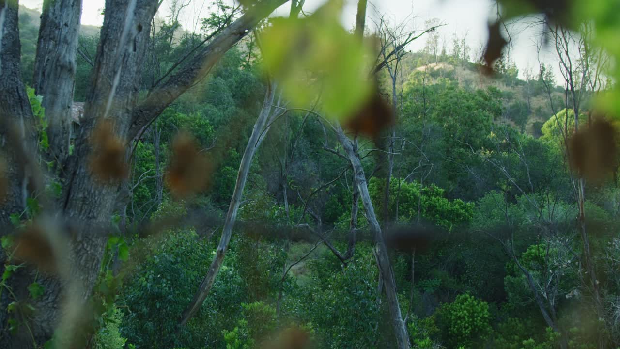 슬로우 모션 풍경, 전경 식물과 초점이 맞지 않는 썩어가는 울타리가 있는 배경의 나무와 언덕