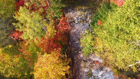 top-down close-up descending from autumn foliage to rock cliff