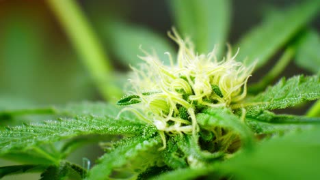cristales de marihuana medicinal closeup narcótico planta de cannabis ilegal prohibido efecto invernadero malezas herbales