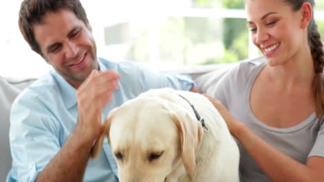 pareja feliz acariciando a su perro labrador en el sofá