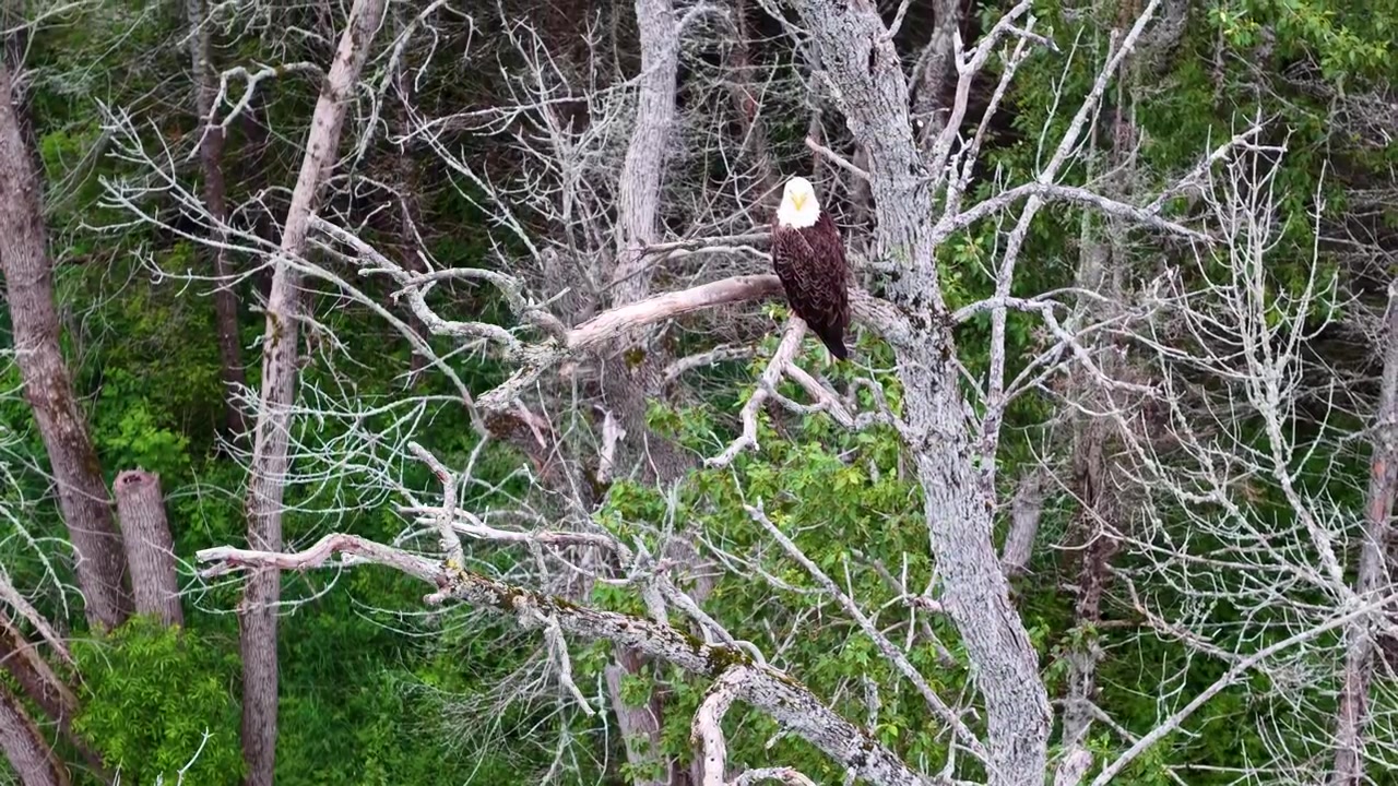 A bald eagle perches prominently among pale bare branches surrounded by green forest near Hessel Michigan.