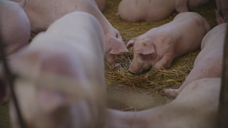 pigs in a farm pen