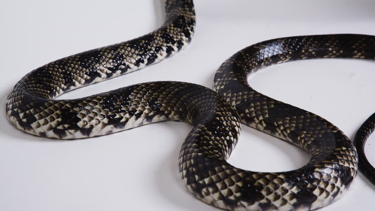False water cobra body on white background