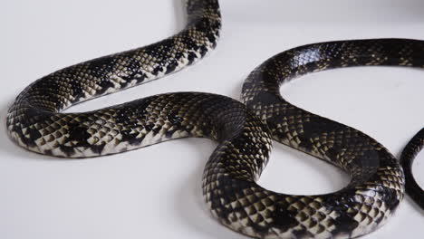 False-water-cobra-body-on-white-background