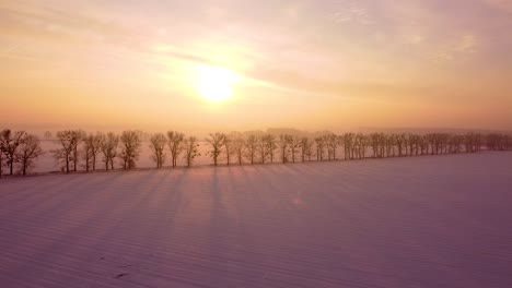 trees growing in lines, backlit by the beautiful rising sun, casting long shadows at a snow-covered field