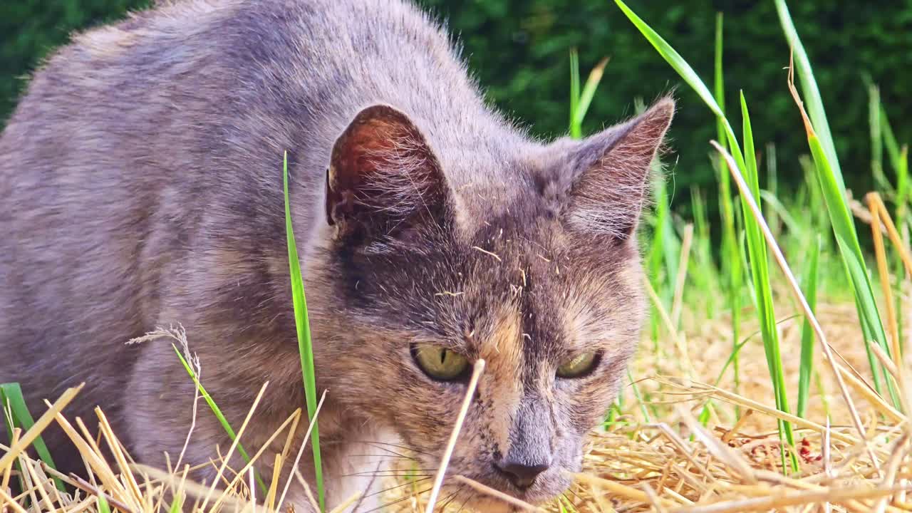 Close-up of a cat moving through tall grass and pushing its head into straw, likely searching for prey