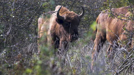 europäischer bison bonasus steht in einem dickicht und schaut sich um, tschechien