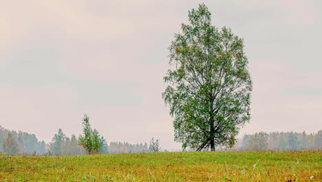 Einzelner-Baum-Auf-Einer-Vom-Sonnenaufgang-Beleuchteten-Wiese