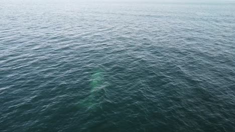 a grey whale swimming in the blue waters of baja california sur, mexico, aerial view