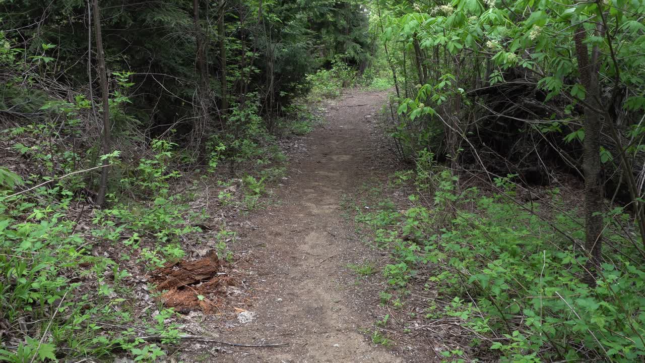 We see a trail in a dense and very beautiful forest that curves to the right. There might be a treasure at the end of the path