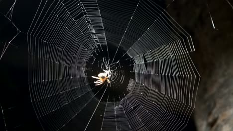 araña hilando una red masiva entre los árboles después del anochecer