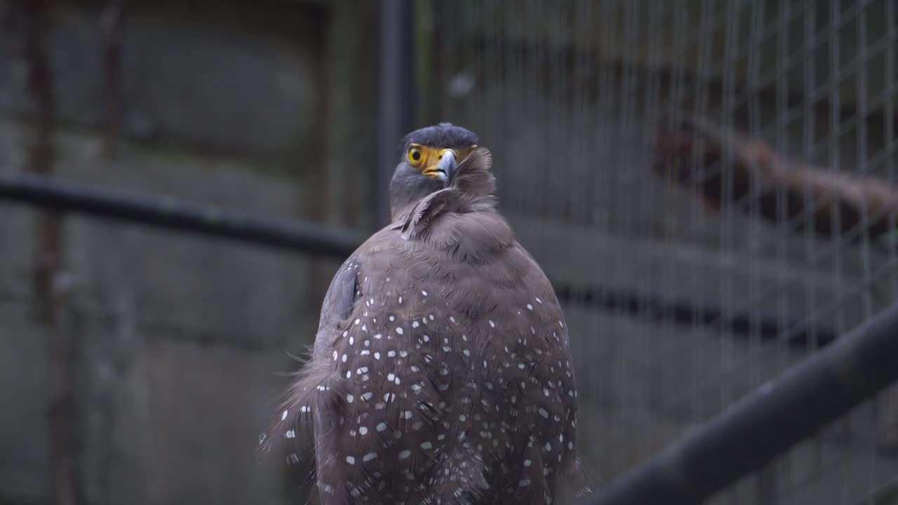 The Bido serpent eagle (Spilornis cheela) is a type of large eagle that is widespread in Asia. This eagle is a member of the Accipitridae family.