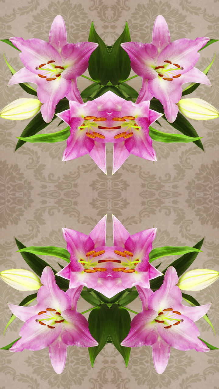 una flor de lirio creciendo en el lapso de tiempo