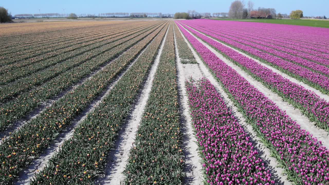 hermoso campo de coloridos tulipanes en zuid-beijerland provincia de holanda del sur en países bajos - drone aéreo