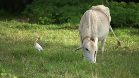 Cow-grazing-grass-at-green-field.