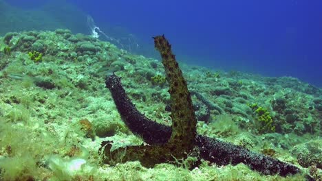 Close-up-shot-of-two-sea-cucumbers-mating-and-spawning