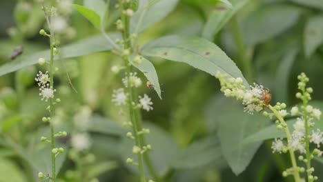 a hand held mid close up shot of a bug called large milkweed moving on a white flower seed plant from croton family, amidst other grass varieties, on a indian sunny day