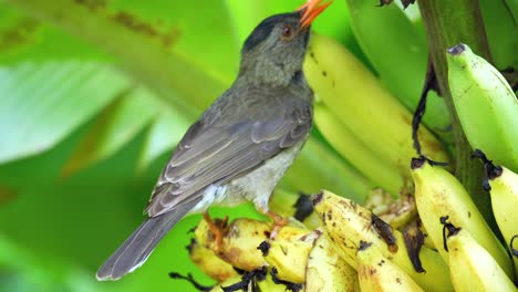 seychelles endemic bulbul bird eating ripe yellow bananas, mahe, seychelles