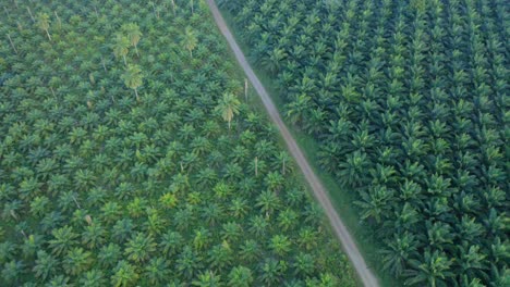 Alta-Concentración-De-Palmeras-De-Aceite-Plantadas-En-Granjas-Comerciales