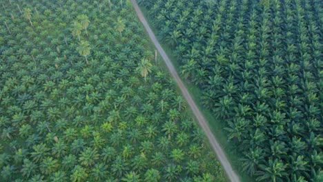 high concentration of oil palm trees planted on commercial farm