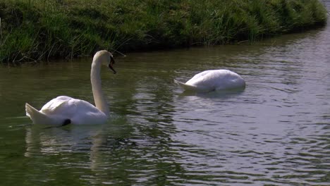 two swans eat from the bottom of the channel